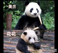 熊猫花花的名字花花为什么觉得自己叫果赖招手