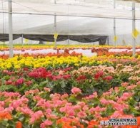 2023年全球及中国花卉行业发展现状及前景分析